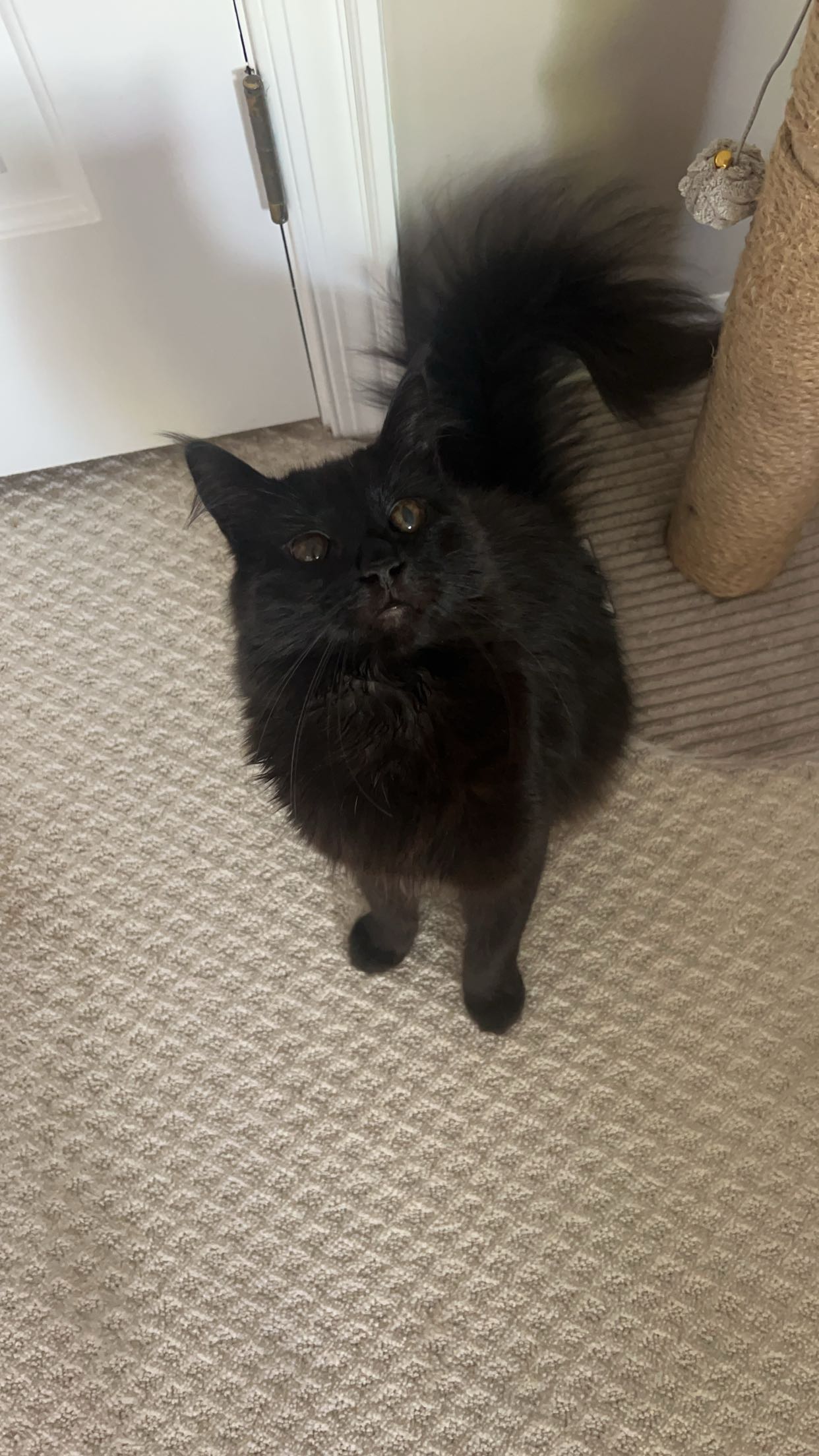 carmmieecat snapchat image archive image