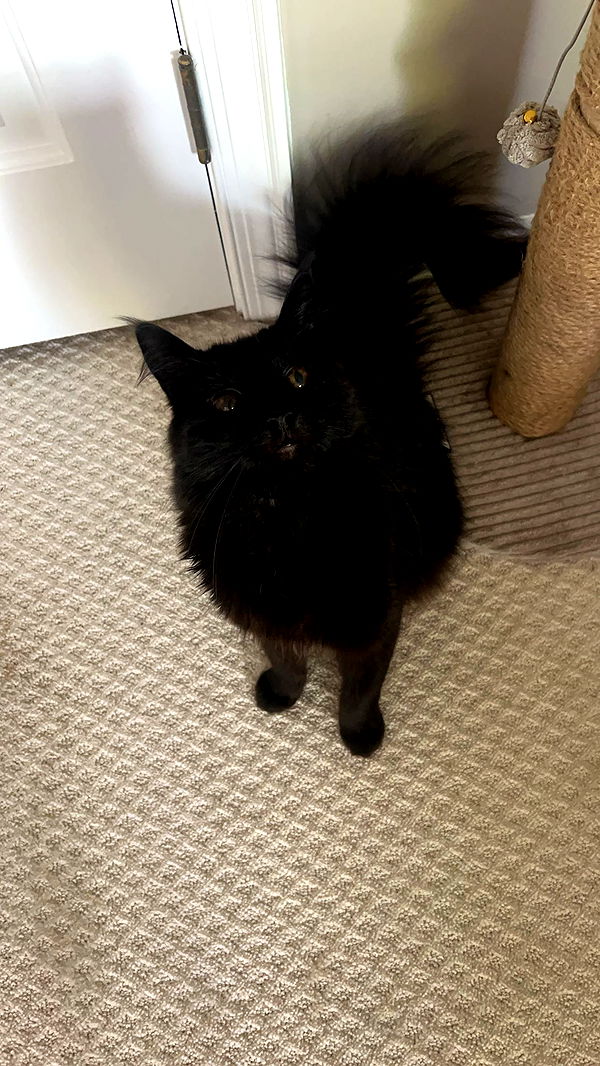 carmmieecat image ~ Altpins