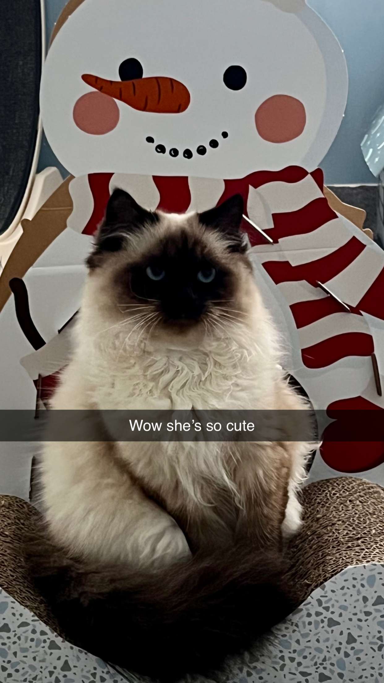 carmmieecat snapchat image archive image