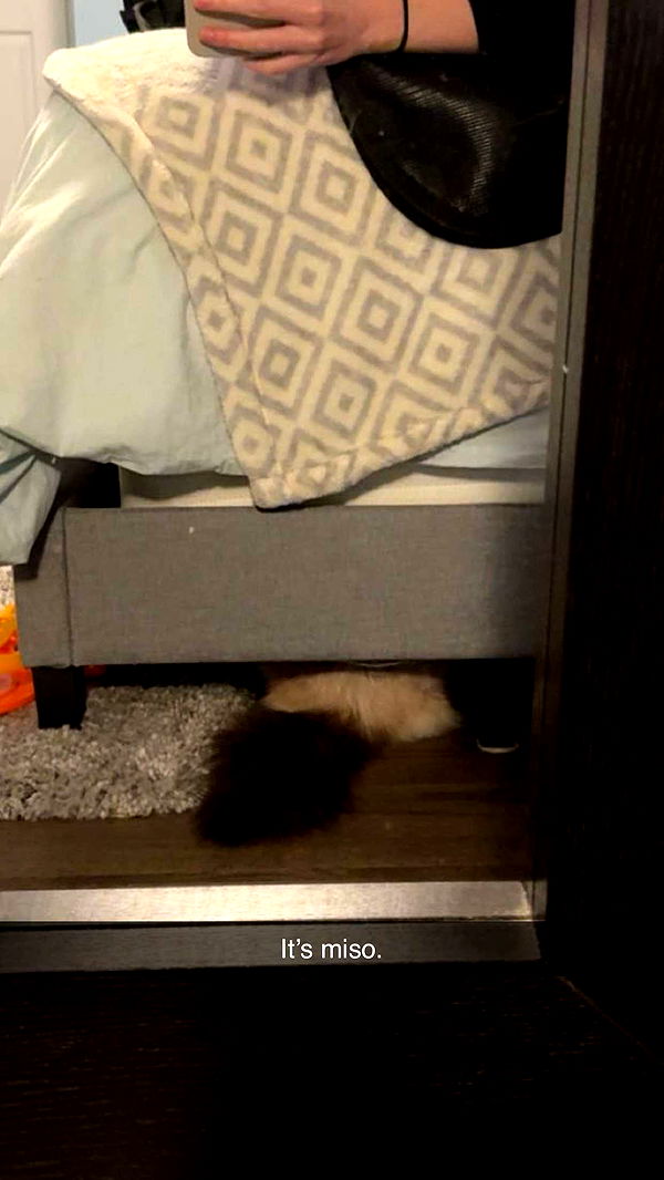 carmmieecat image ~ Altpins