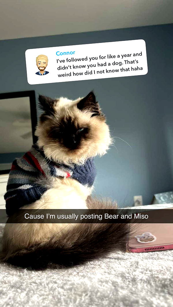 carmmieecat image ~ Altpins