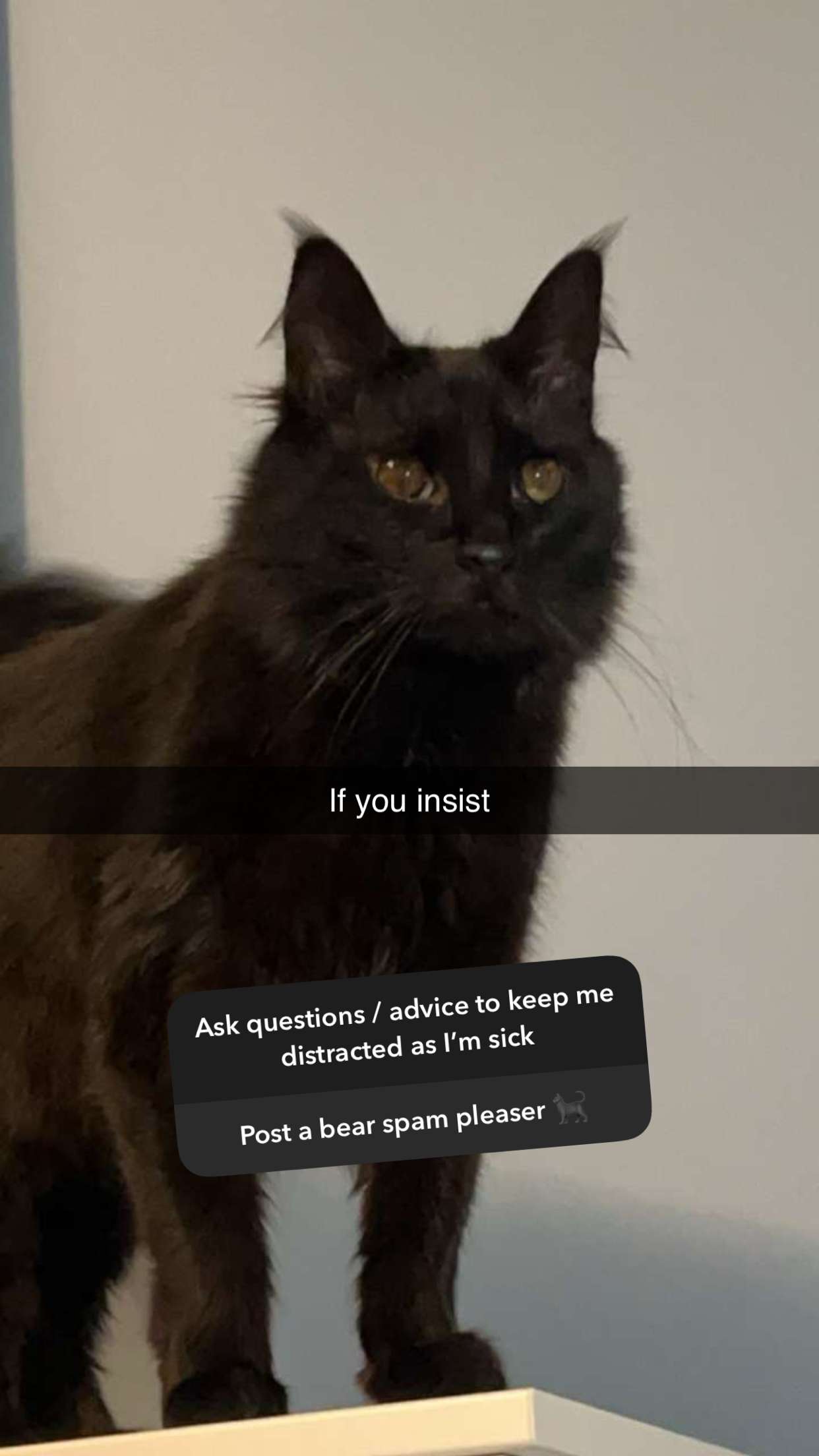 carmmieecat snapchat image archive image