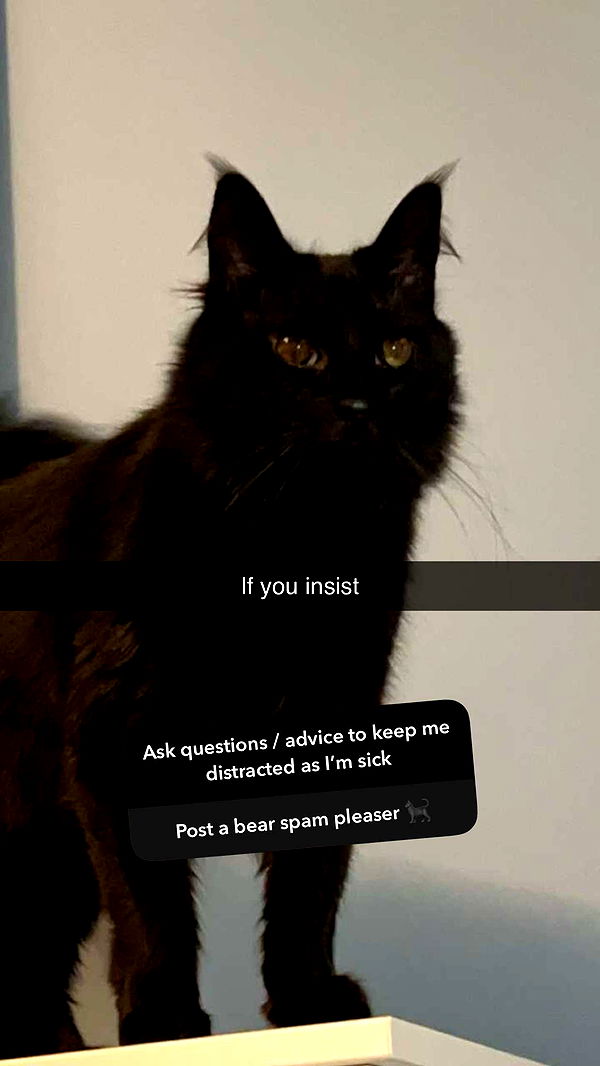 carmmieecat image ~ Altpins