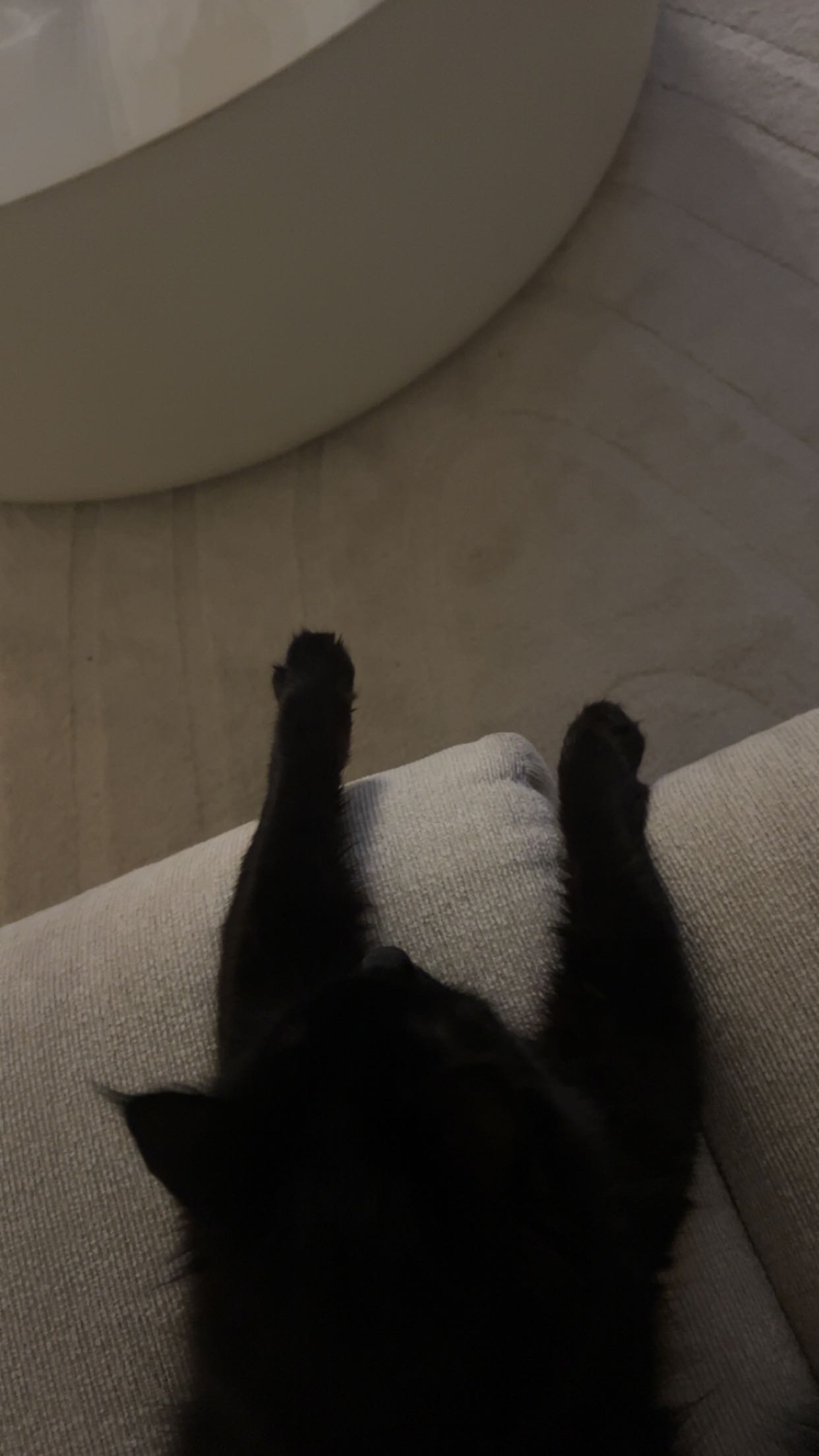 carmmieecat snapchat image archive image