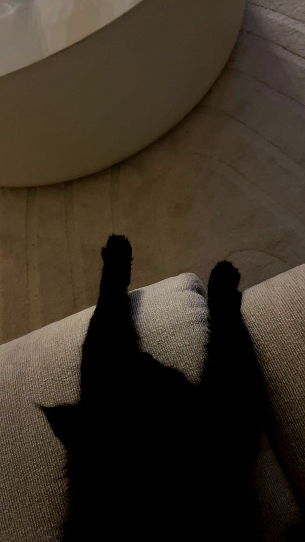 carmmieecat image ~ Altpins