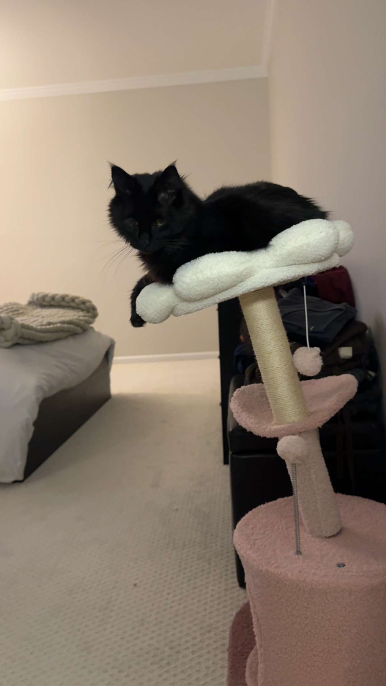 carmmieecat snapchat image archive image