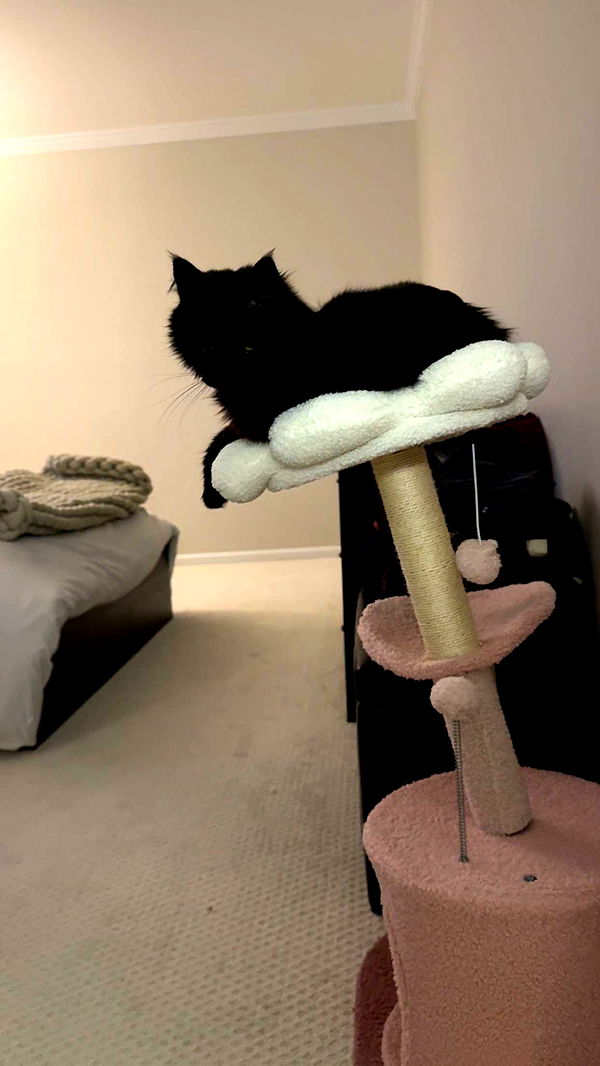 carmmieecat image ~ Altpins