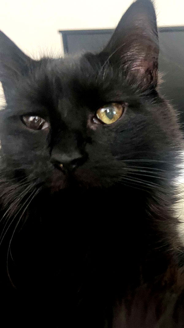 carmmieecat image ~ Altpins