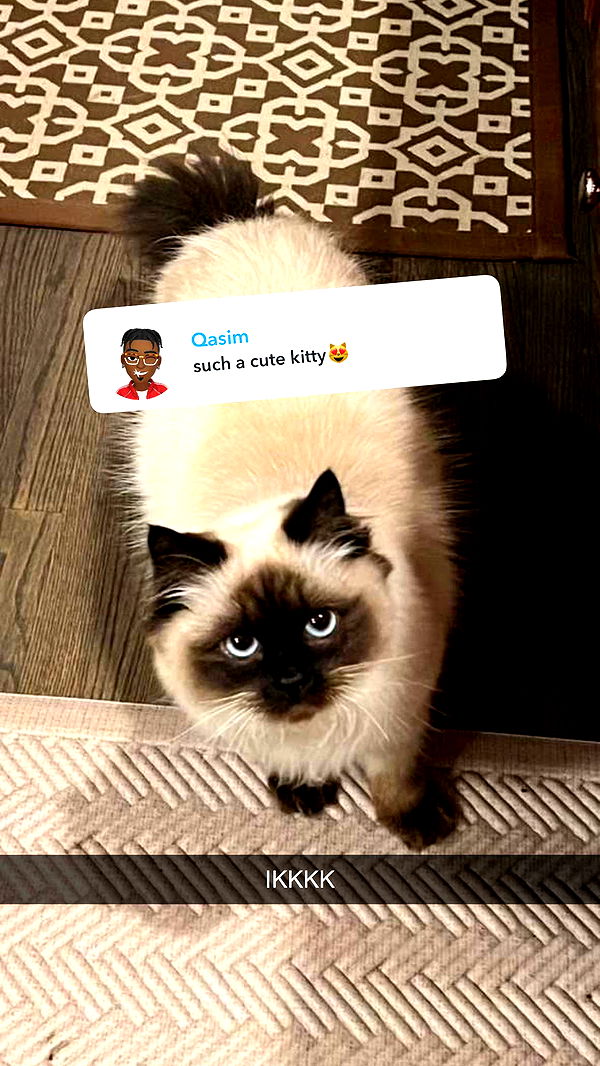 carmmieecat image ~ Altpins