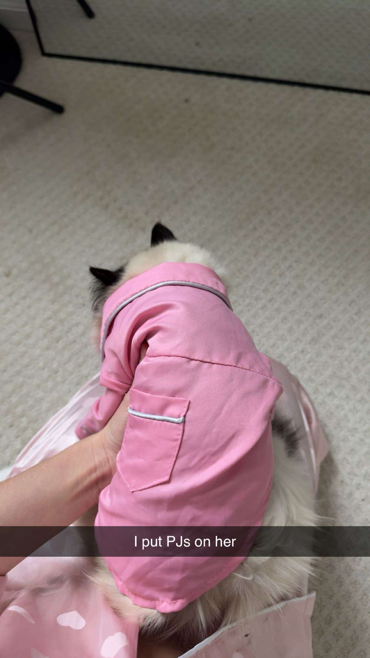 carmmieecat snapchat image archive image