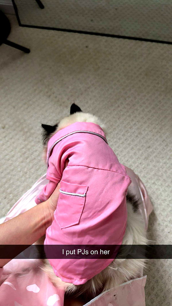 carmmieecat image ~ Altpins