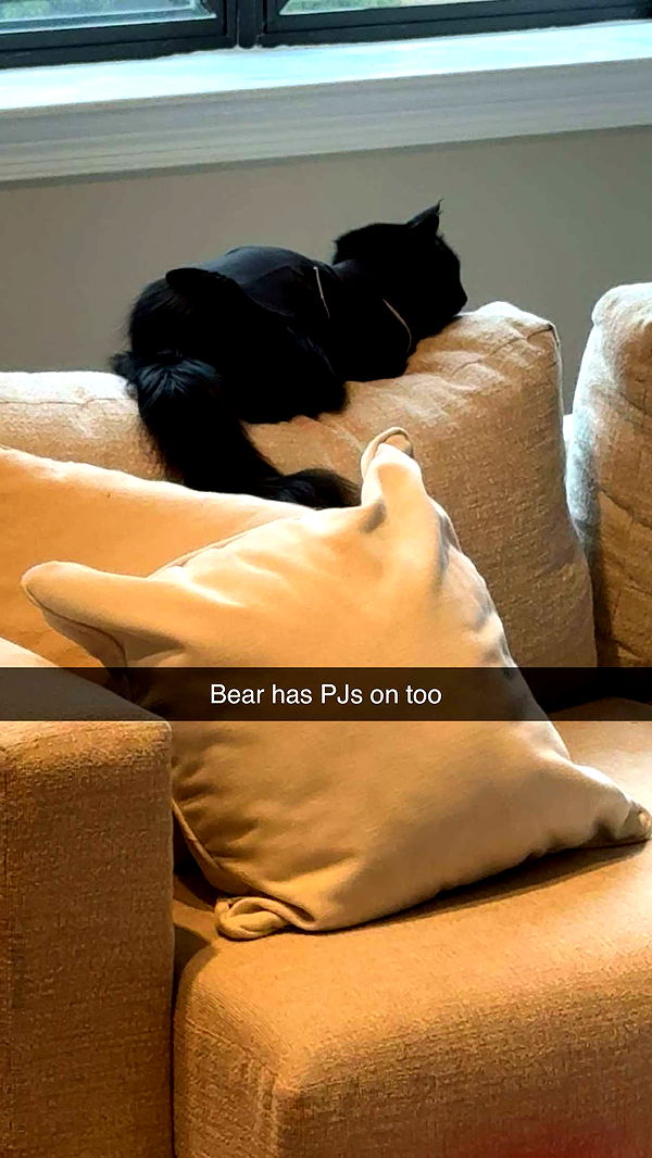 carmmieecat image ~ Altpins