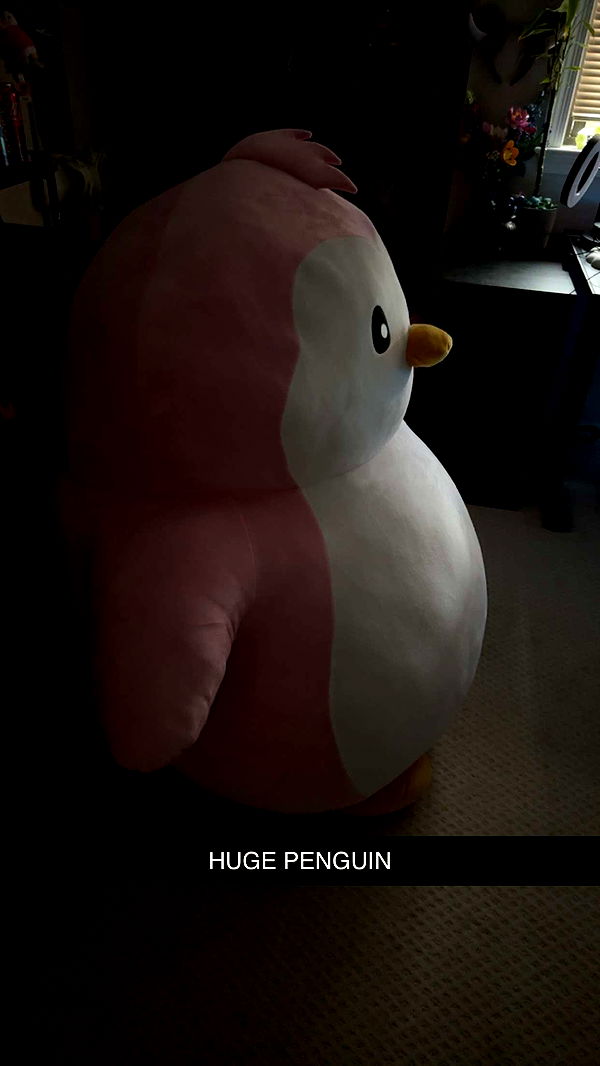 carmmieecat image ~ Altpins