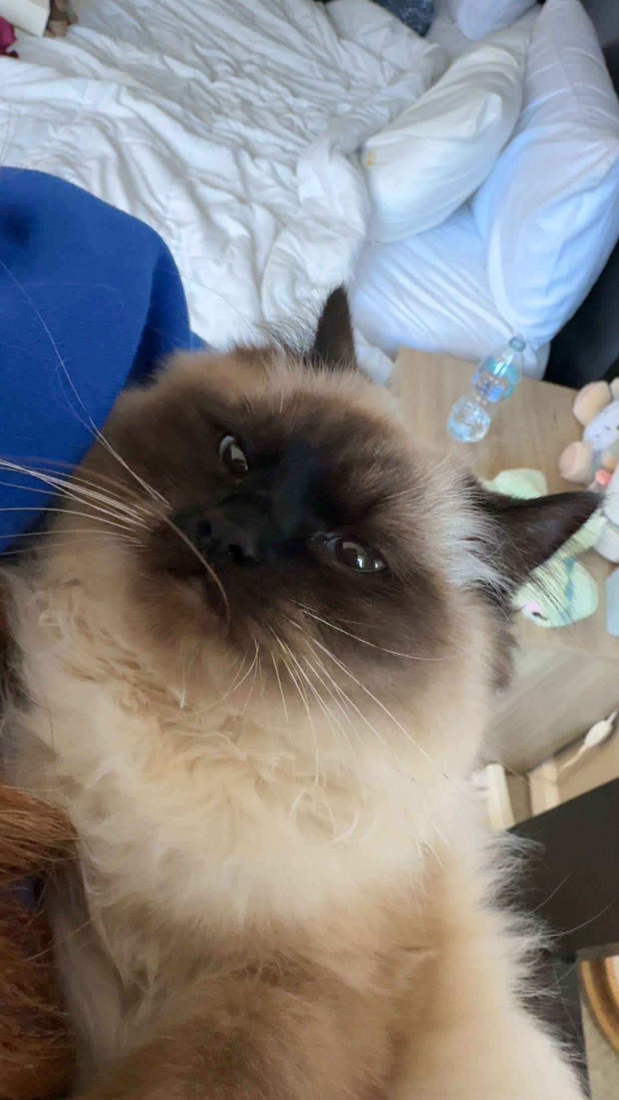 carmmieecat snapchat image archive image