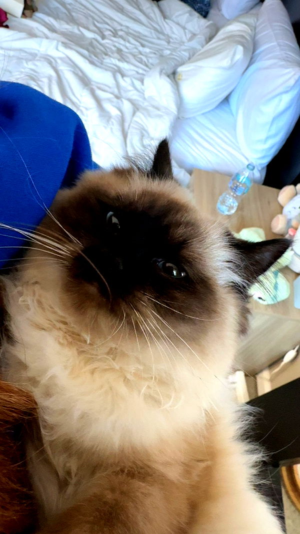 carmmieecat image ~ Altpins