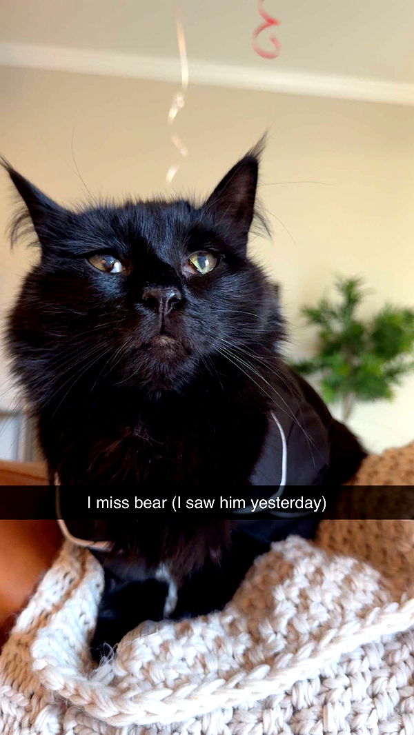 carmmieecat image ~ Altpins