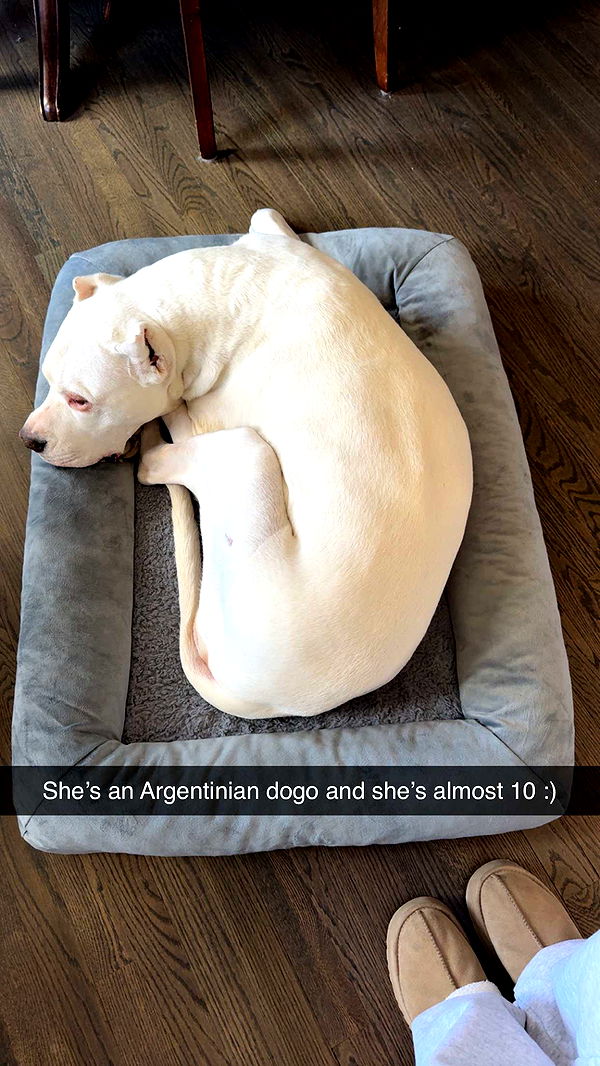 carmmieecat image ~ Altpins