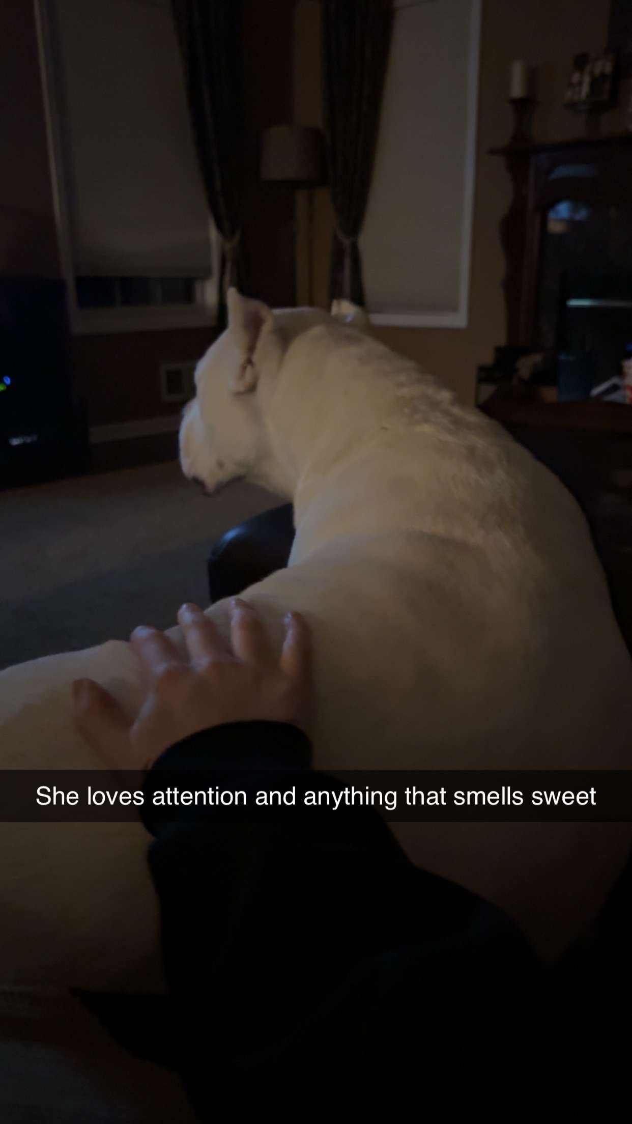 carmmieecat snapchat image archive image