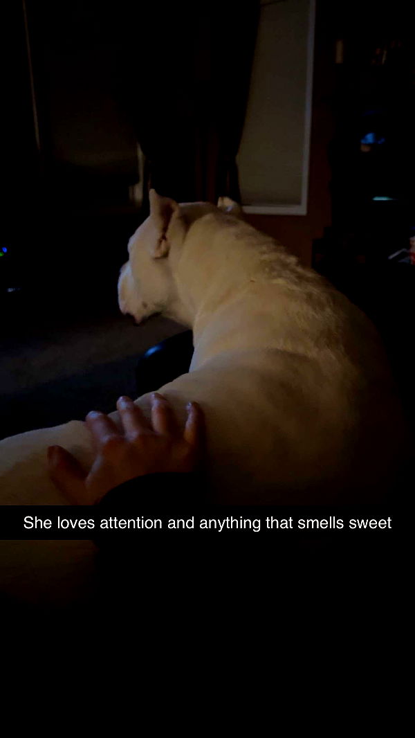 carmmieecat image ~ Altpins