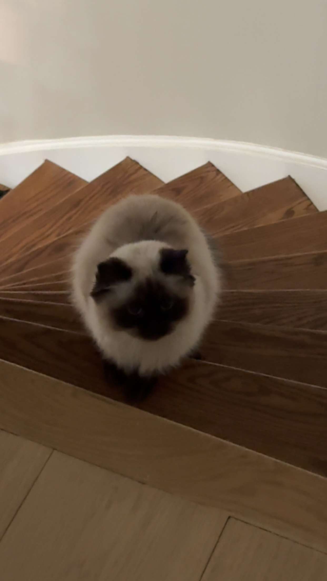 carmmieecat snapchat image archive image