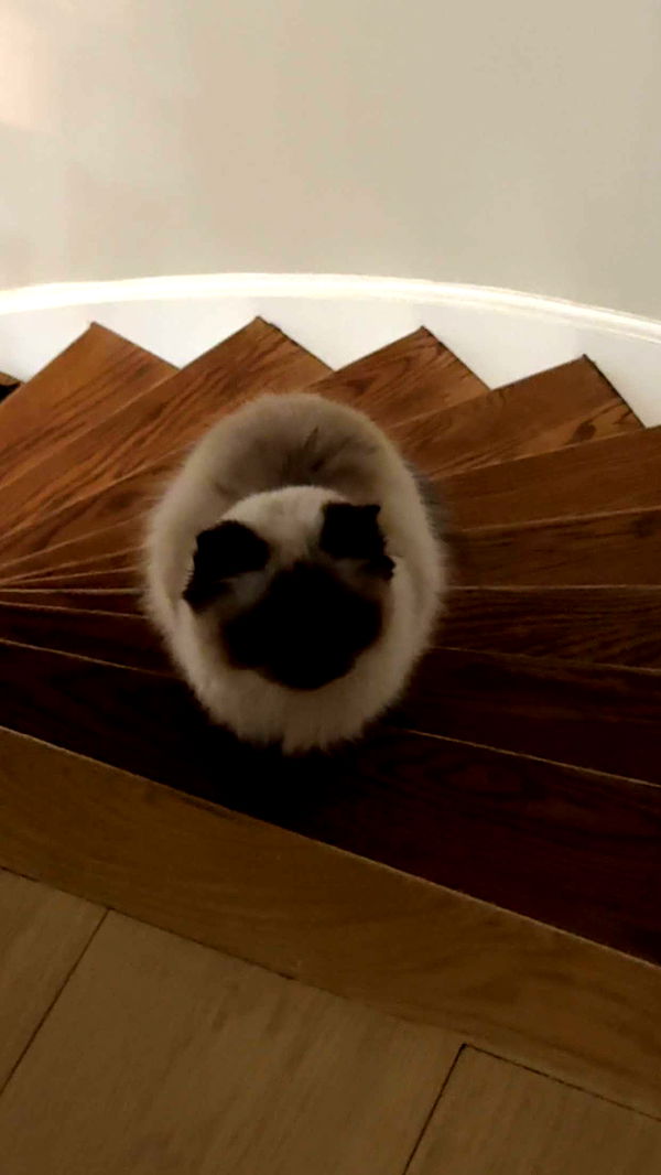 carmmieecat image ~ Altpins