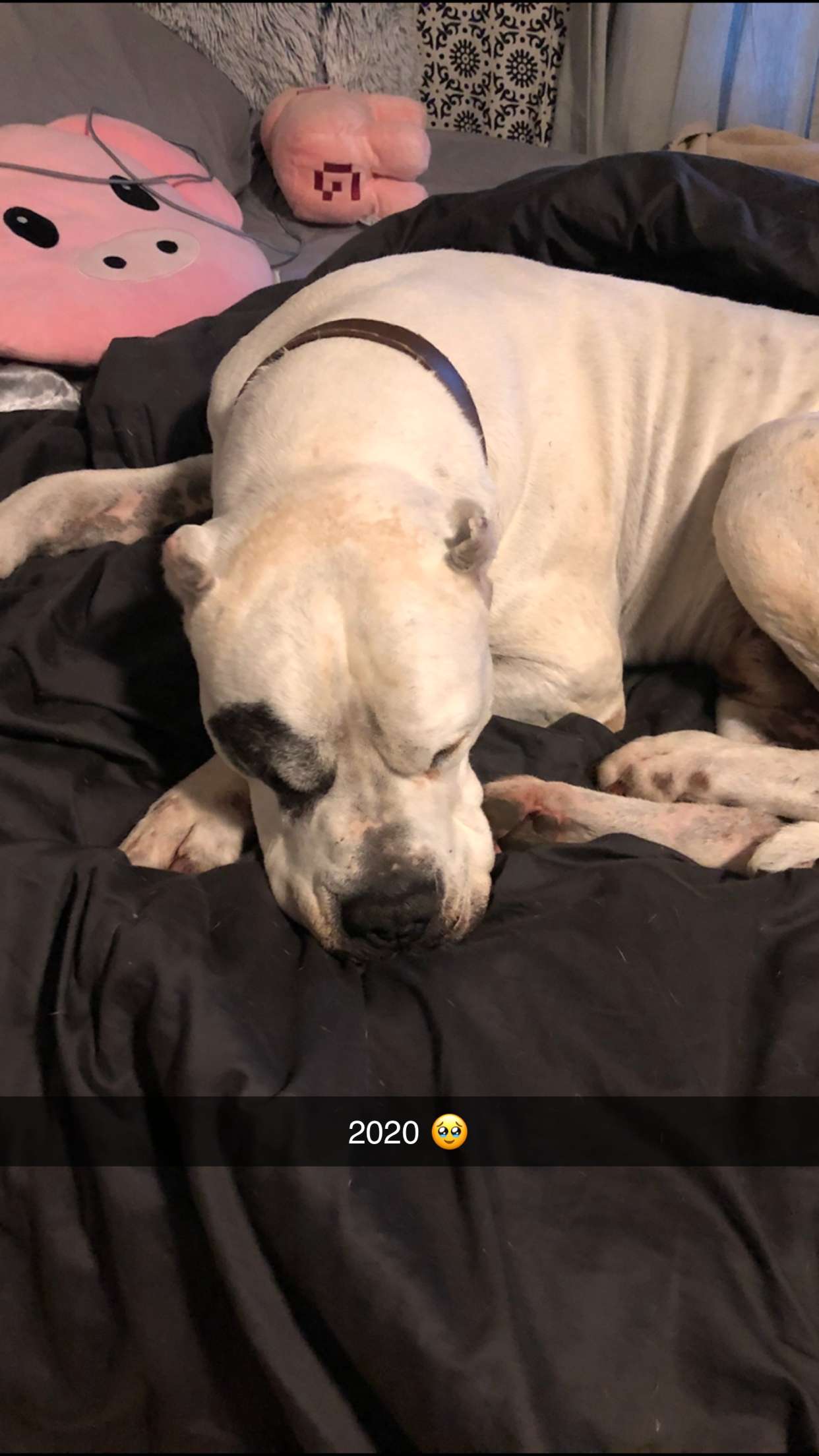 carmmieecat snapchat image archive image