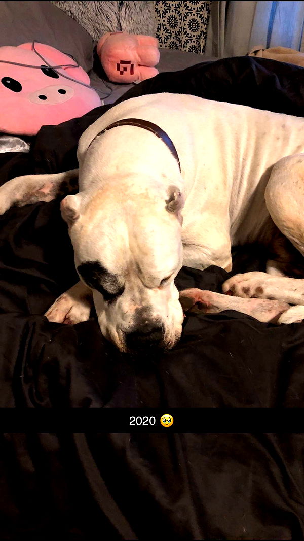 carmmieecat image ~ Altpins