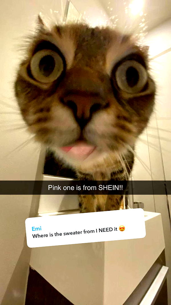 carmmieecat image ~ Altpins