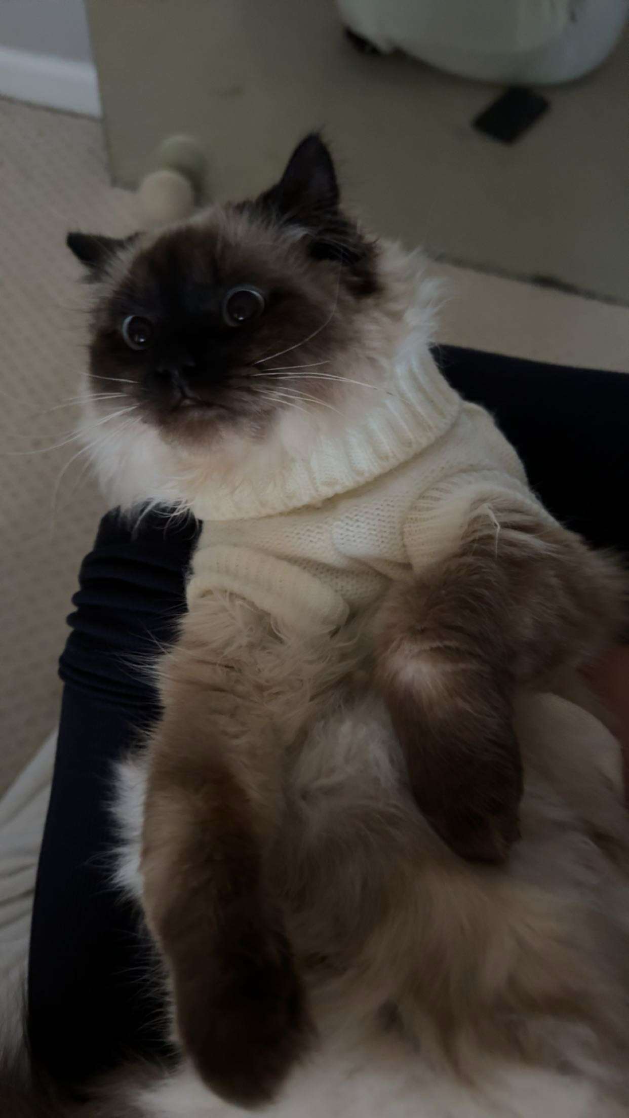 carmmieecat snapchat image archive image