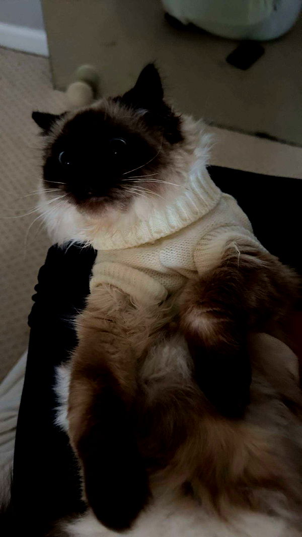 carmmieecat image ~ Altpins