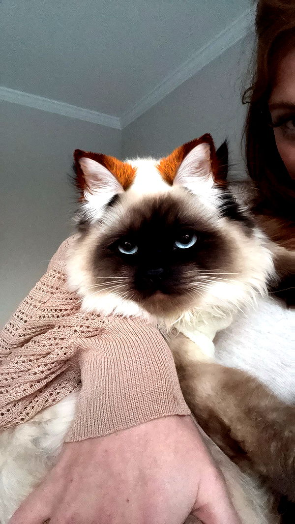 carmmieecat image ~ Altpins