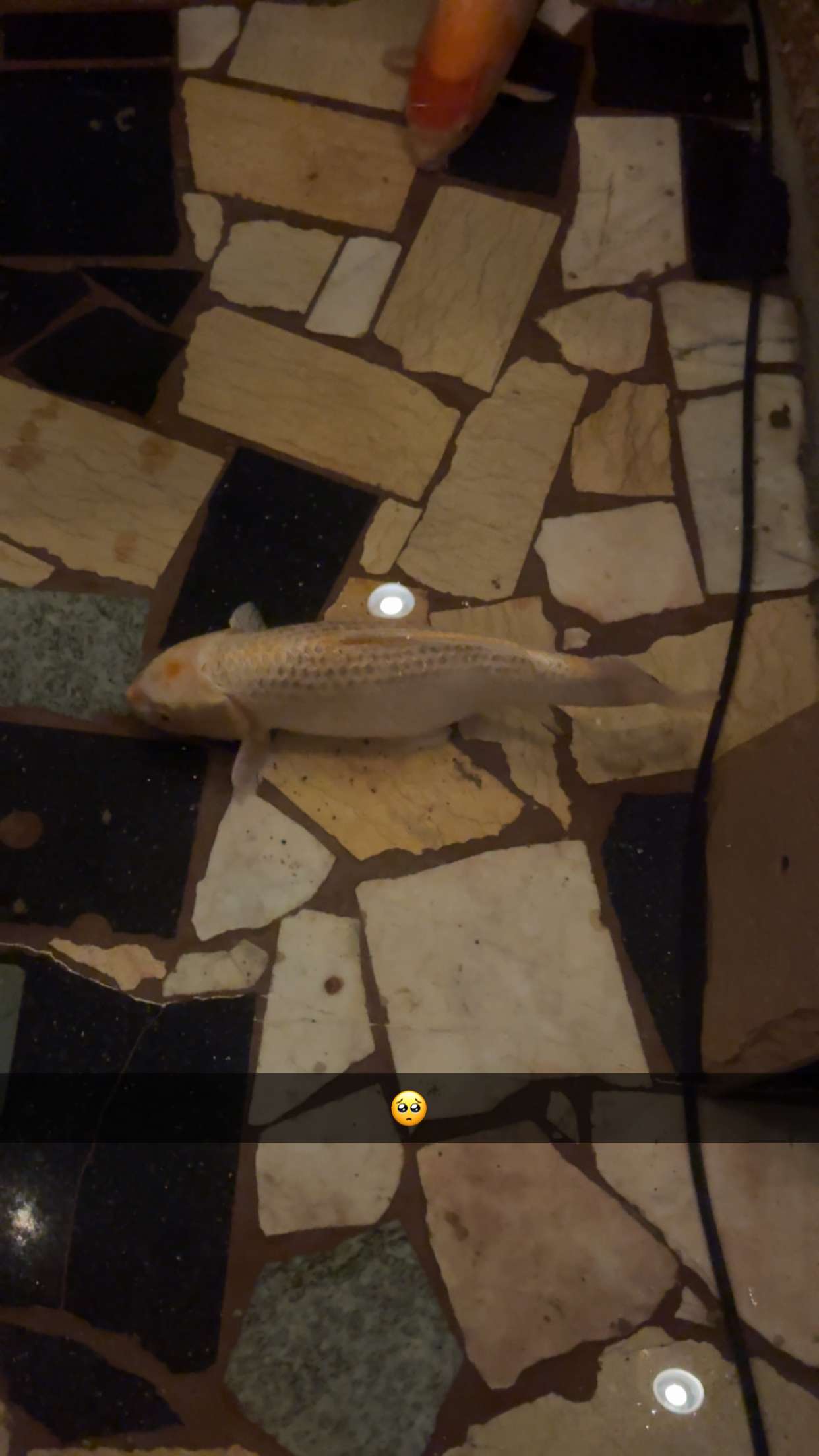 carmmieecat snapchat image archive image