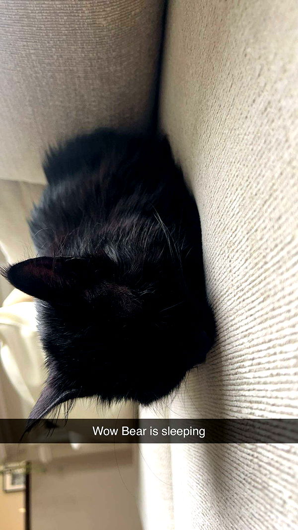 carmmieecat image ~ Altpins