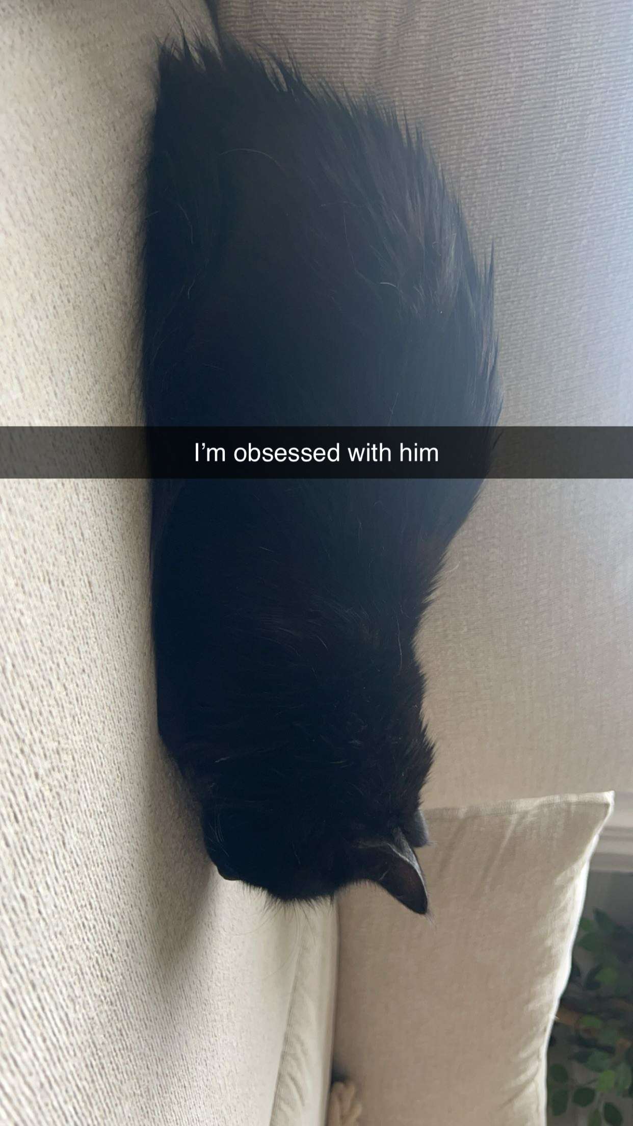 carmmieecat snapchat image archive image