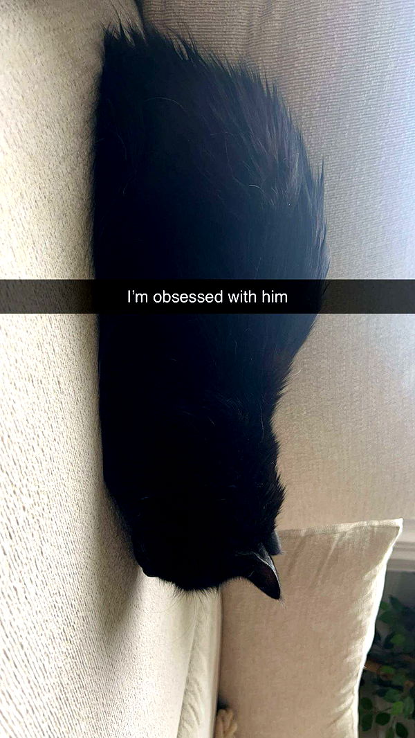 carmmieecat image ~ Altpins