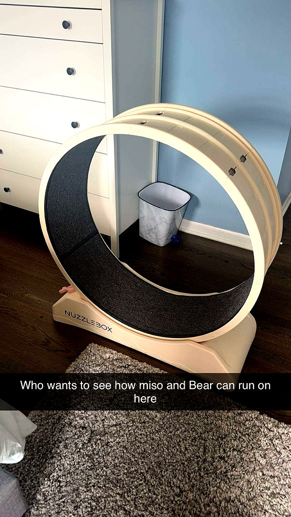 carmmieecat image ~ Altpins