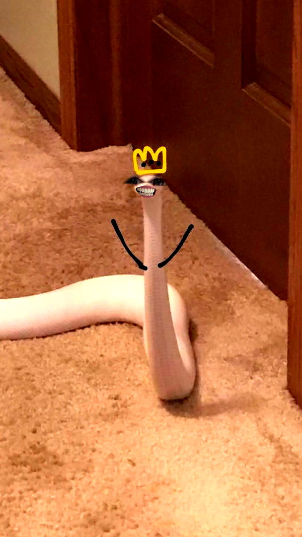 carmmieecat image ~ Altpins