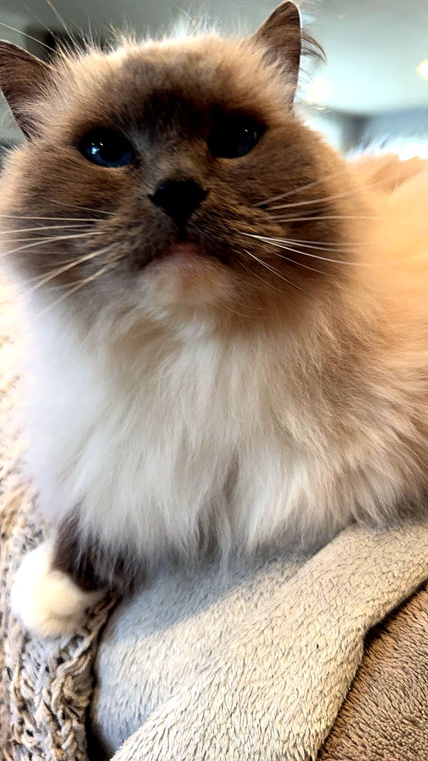 carmmieecat image ~ Altpins