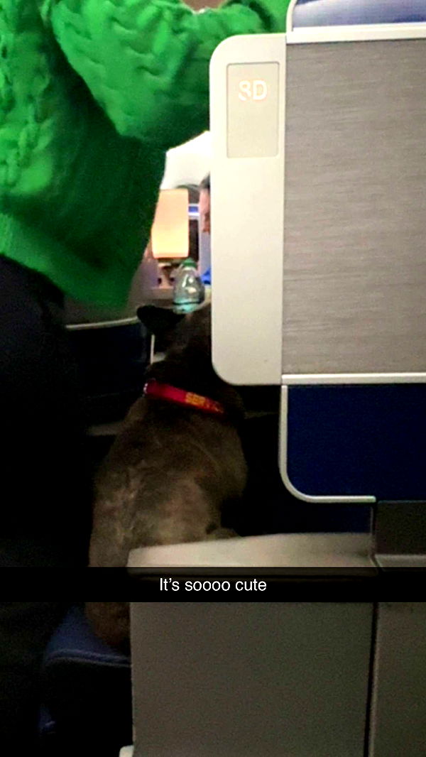 carmmieecat image ~ Altpins