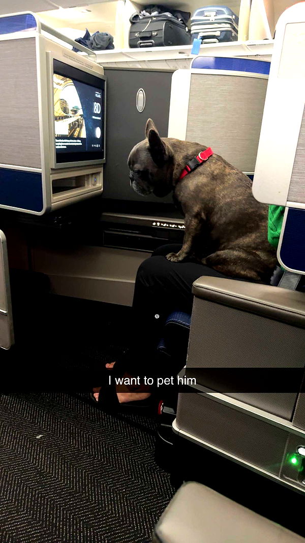 carmmieecat image ~ Altpins