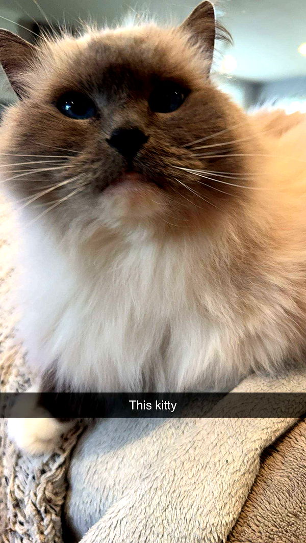 carmmieecat image ~ Altpins