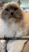carmmieecat Altpins Profile Picture