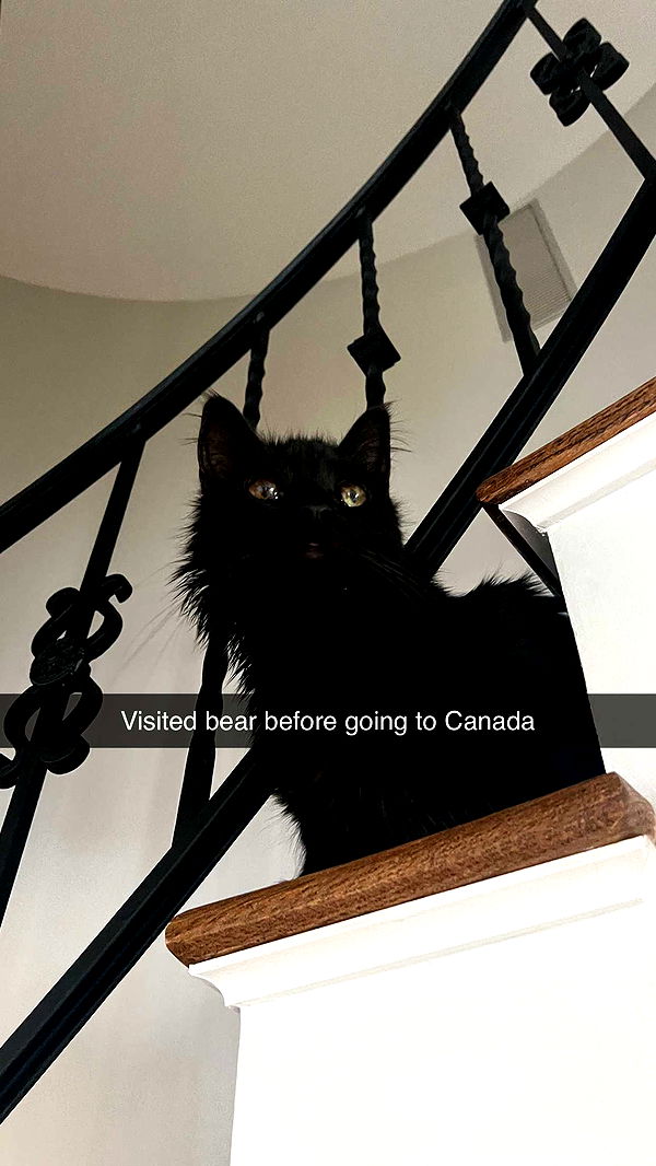 carmmieecat image ~ Altpins