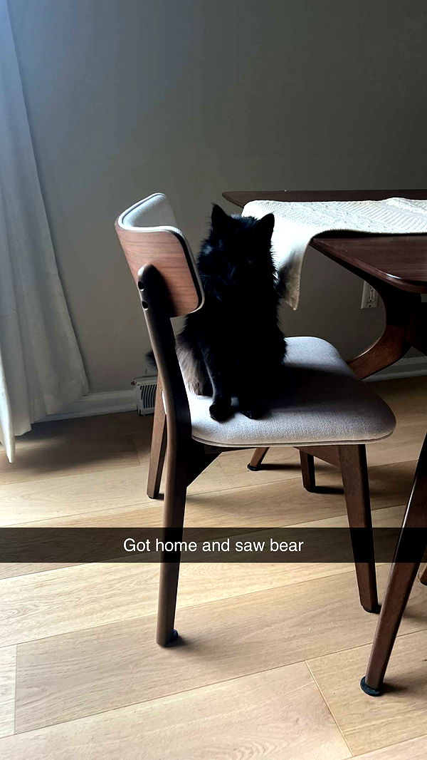 carmmieecat image ~ Altpins