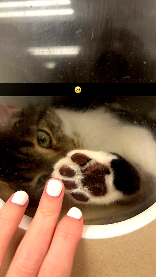 carmmieecat image ~ Altpins