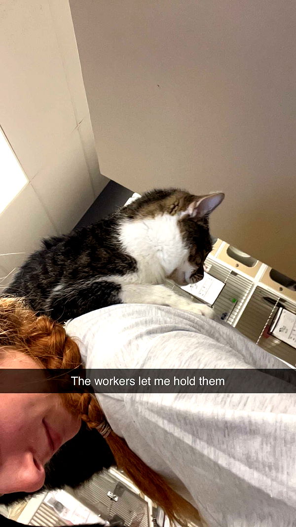 carmmieecat image ~ Altpins