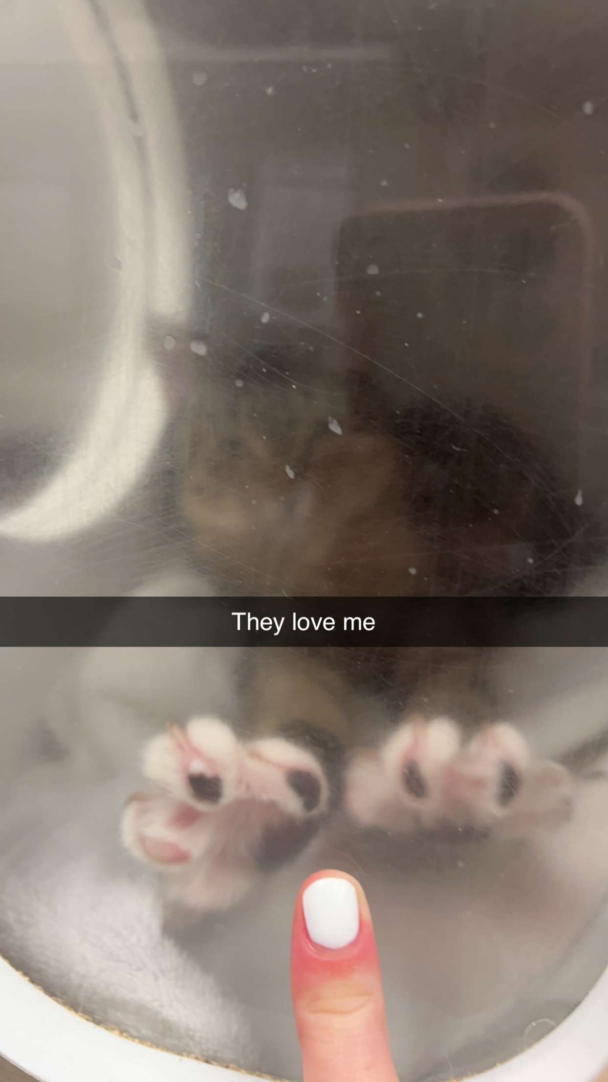 carmmieecat snapchat image archive image