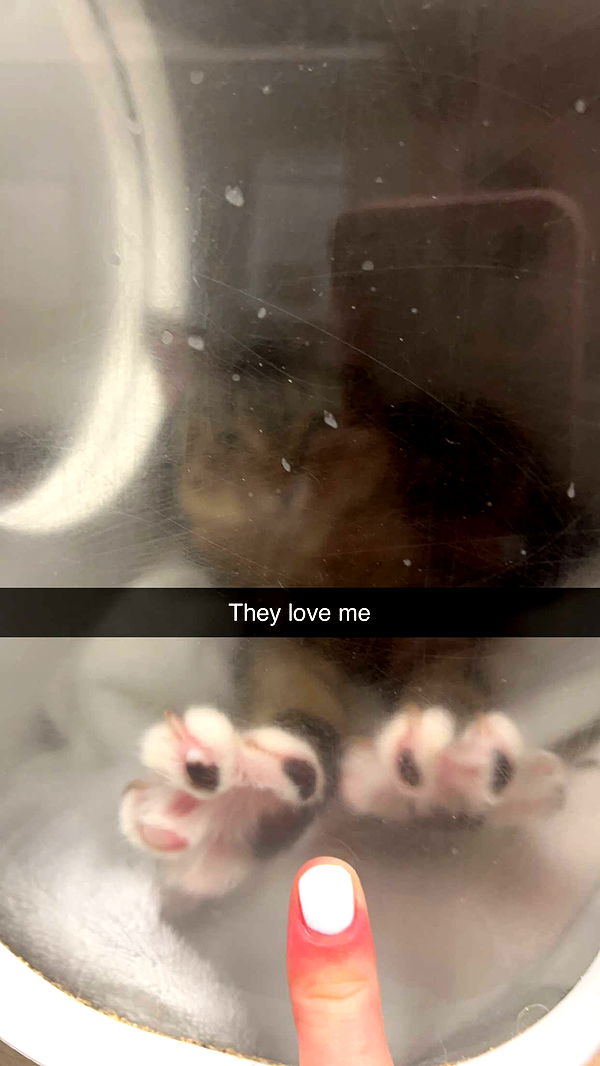 carmmieecat image ~ Altpins