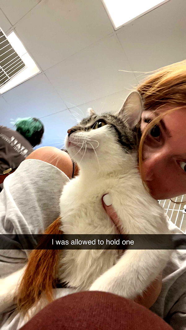 carmmieecat image ~ Altpins