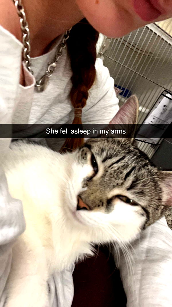 carmmieecat image ~ Altpins